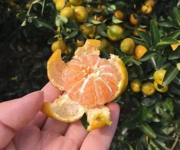 新鲜桔子皮的功效，新鲜橘子皮的功效与作用及禁忌（吃剩的桔子皮别乱扔）