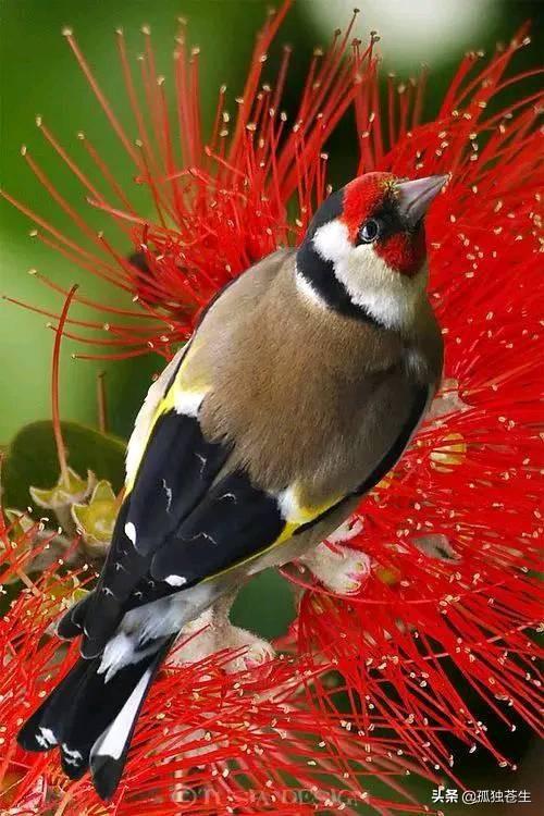 大绿雀鹎的简单介绍,红额金翅雀,漂亮(小绿雀图片)