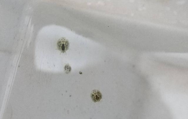 鱼虱病的诊断与治疗，鱼虱病的诊断与治疗方法（观赏鱼身上的“小虫子”是什么）