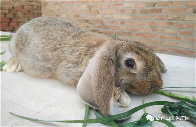 宠物兔有什么品种，宠物兔有什么品种温顺（常见兔子品种及图片）
