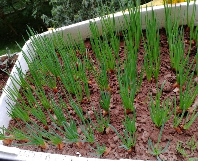 烧烤蔬菜有哪些，50款烧烤素菜菜单（7种“大叶菜”）