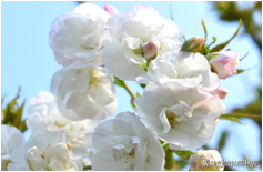 中国樱花有几个品种，中国樱花树品种（这81种樱花）