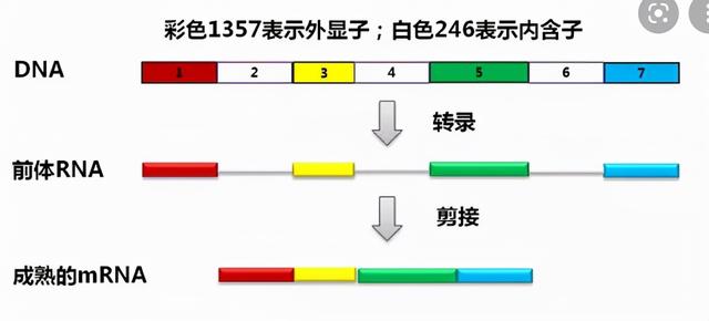 高尔基体的功能，高尔基体结构和功能（DNA里隐藏了生命所有的秘密）