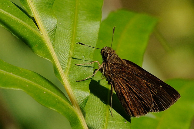 蝴蝶生活习性，蝴蝶王国（蝴蝶的生活环境和特点）