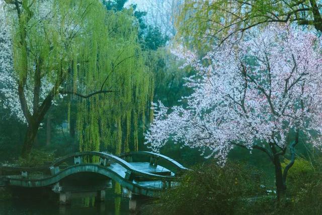 欲钱去树上找一找，欲钱去树上找一找是什么生肖（路过花瓣都能落头上）