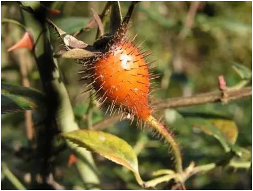 湖南有哪些特色水果，湖南人最全山里野果子