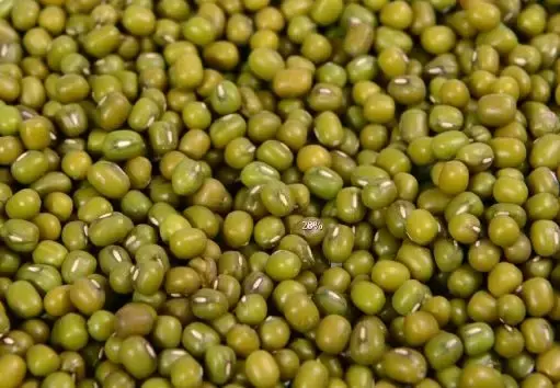 怎么查询鸽子的成绩，怎么查找鸽子的成绩（学习强豪养鸽秘诀）