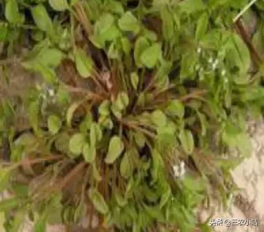 碱蓬菜的功效与作用，碱蓬的功效与作用（山野菜大全）