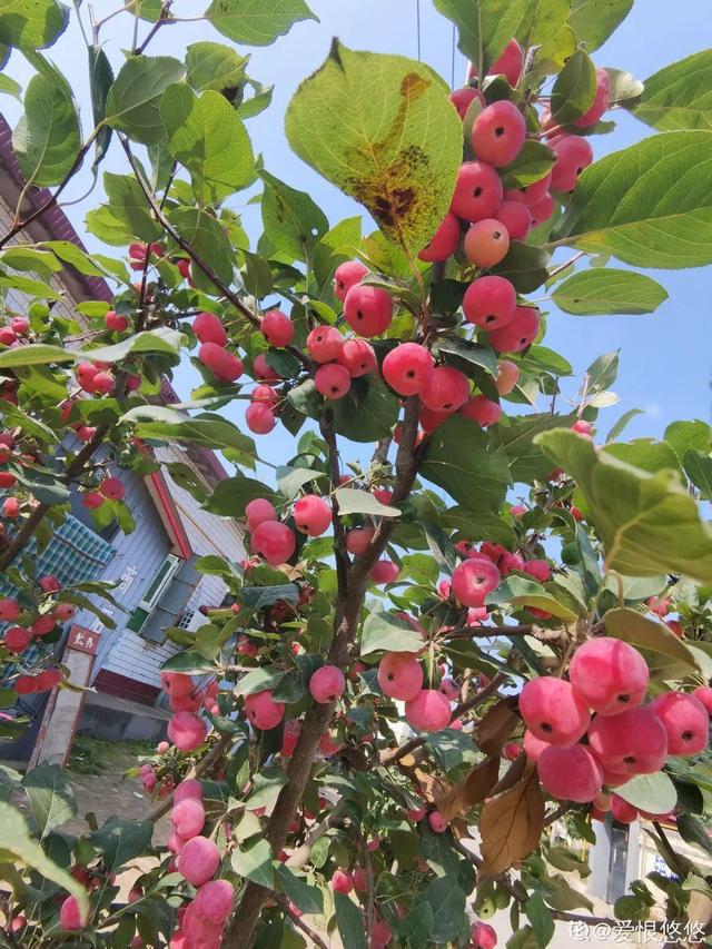 房前屋后种什么树好，在农村院前屋后必种的4种树（“5大鬼树”不要种）