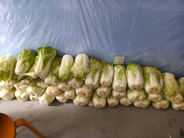咸菜是什么菜做的，咸菜怎么做的（这9种蔬菜腌好后）