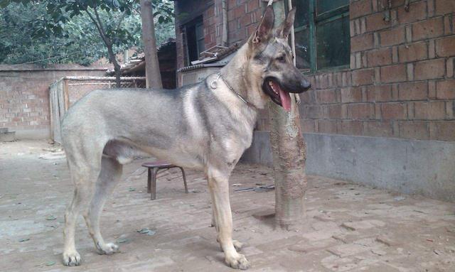 日本狼青和德牧哪个更好，日本狼青和德牧哪个更好养一些（这里有一份详尽报告等你查阅）