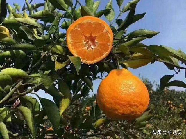 粑粑柑是丑橘吗，粑粑柑还是耙耙柑（跟不知火丑橘是真的不一样）