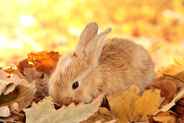 兔子喜欢吃什么食物，兔子吃啥好养活（兔子一般吃什么食物）