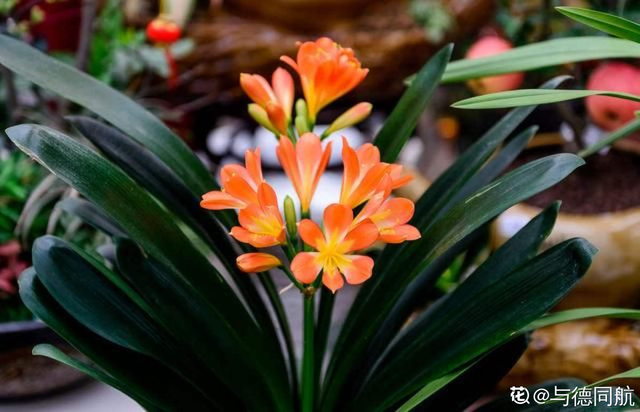 1823是什么意思，1823是什么意思肖战（其实跟兰花没一毛钱关系）