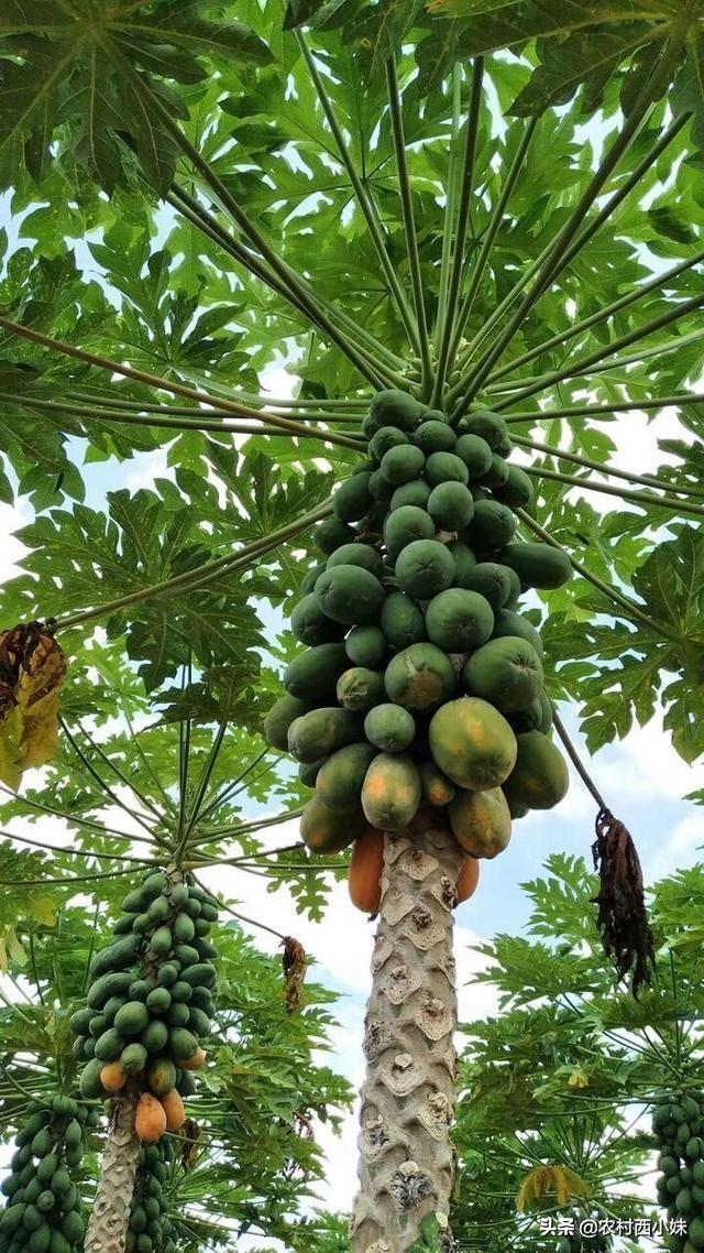 木瓜有什么作用，木爪真的可以丰胸吗（木瓜有什么功效作用）