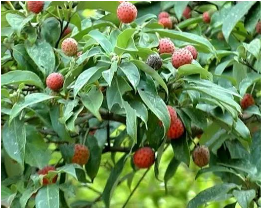 湖南有哪些特色水果，湖南人最全山里野果子