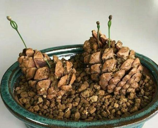 松塔的功效与作用，药用价值（可镇宅招财、提升档次）