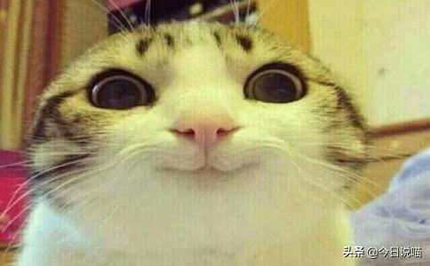 白色的猫有哪些品种，白色长毛猫是什么品种（盘点十大网红猫品种）