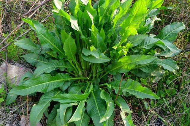 酸模可以吃吗，酸模怎么做菜吃（农村田里常见野草）