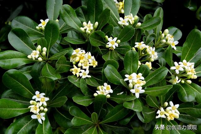 常绿灌木有哪些，这21种你见过吗，常绿灌木有哪些（10种常见的常绿灌木你都知道吗）