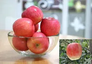 秦冠苹果有什么特点，秦冠苹果的特点（竟不知道它有这么多的品种）