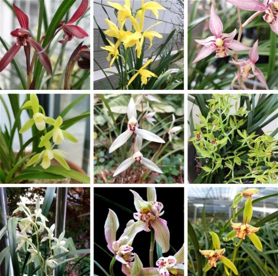 兰花什么时候开花，兰花开花时间（兰花最全养护要点）