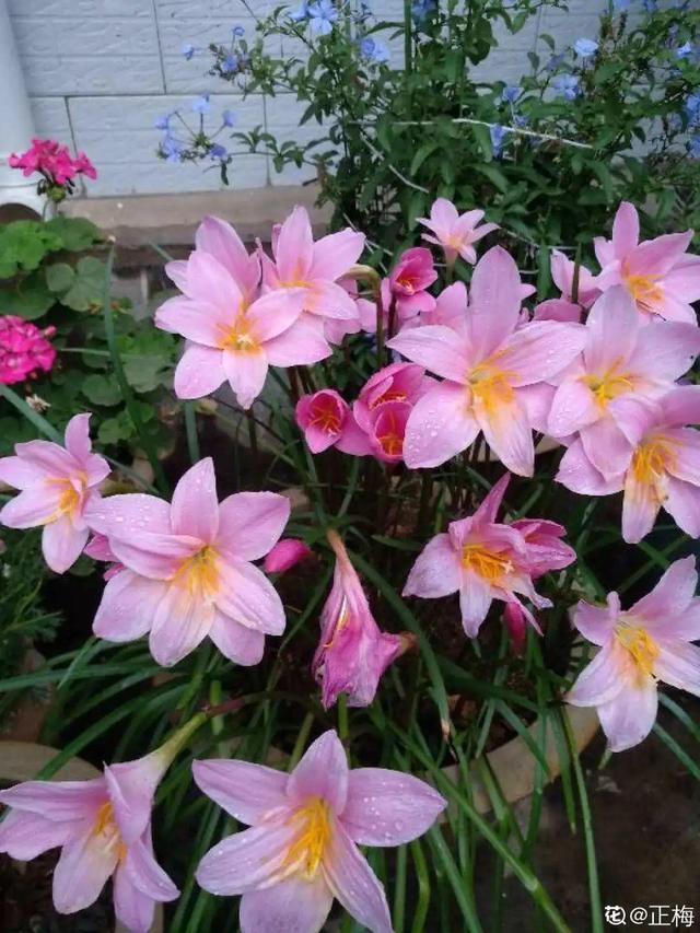 30种适合懒人养的花夏季，蹭蹭疯长、爆盆