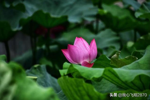 荷花可以用什么形容词，荷花用什么形容词修饰（过雨荷花别样艳）