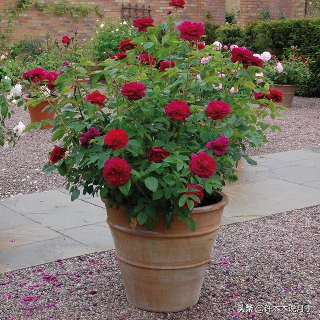 Thecastle.城堡网名，Thecastle.城堡（奥斯汀官方推荐月季品种）