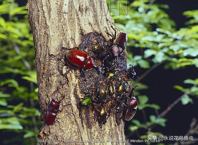 独角仙喜欢吃什么，独角仙喜欢吃什么水果（能养吗 好养吗 怎么养）