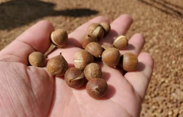 苦槠豆腐做法，苦槠豆腐做法大全（苦槠：苦涩只是它的保护色）