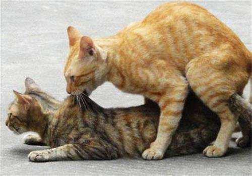 猫咪借配的注意事项，猫咪借配要配多少次（猫咪配种怎么才算成功）