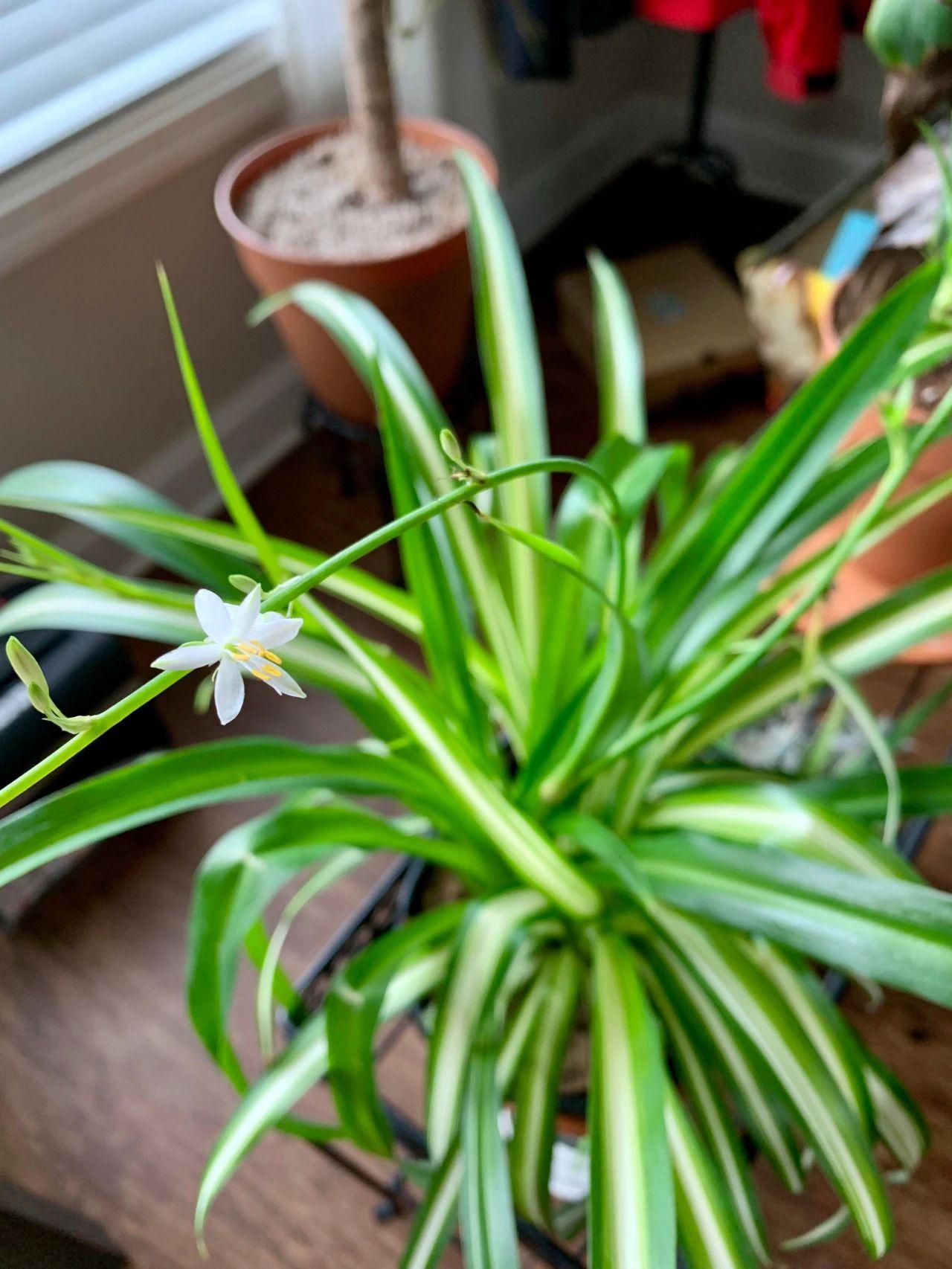 吊兰开花预示着什么，吊兰开花意味着什么（室内的吊兰开花就带来好运）