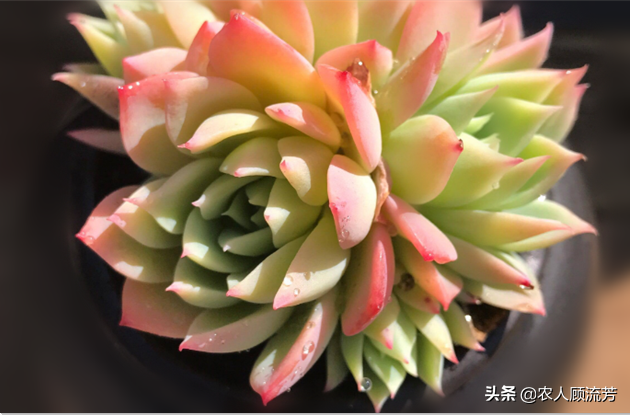 三色堇常用的三种繁殖方法，三色堇育种方法（多肉植物“三色堇”的养护要点）