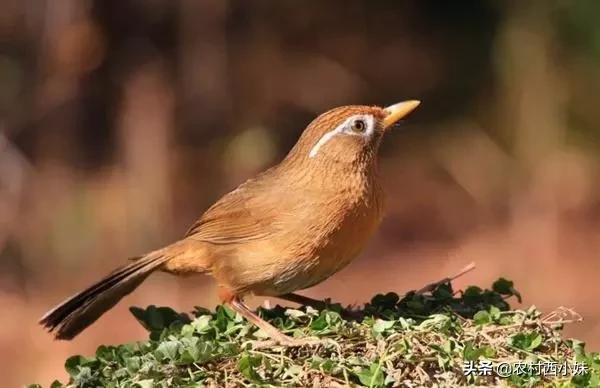 新手养鸟需要注意些什么，新手如何养鸟（养鸟这“五大不要”，值得注意）