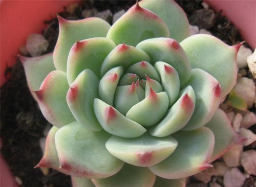 吉娃莲的扦插方法，吉娃莲的扦插方法视频（新手都能扦插出一盆）