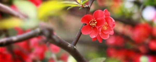 腊梅种子怎么种植，腊梅种子种植方法
