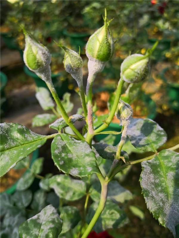 月季花生白粉病怎么办，月季花白粉病如何处理（月季得了白粉病）