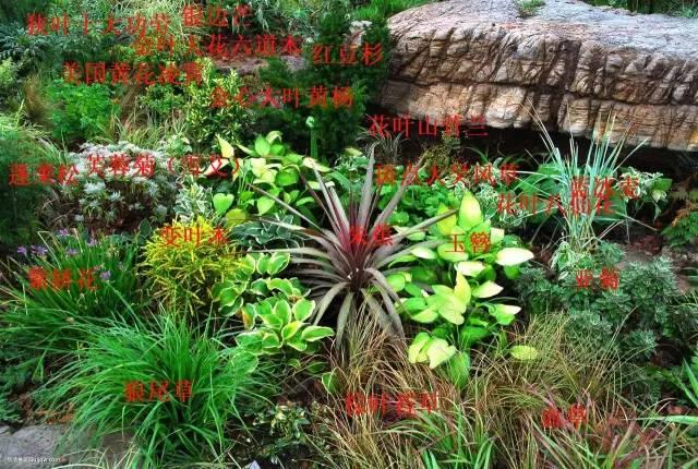 老花镜怎么配，老花镜要去配还是直接买就行（花境植物的配置与养护技巧）