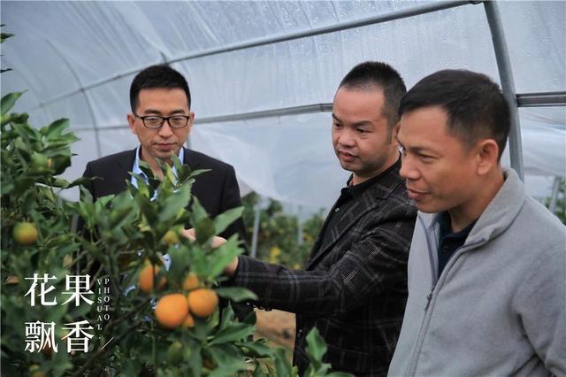 脆蜜金柑的优点和缺点，脆蜜金柑这么好品质、这么高效益