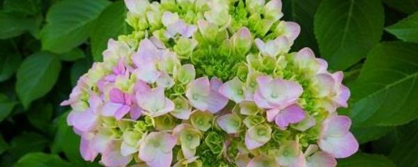 红酒可以浇花吗，喝不完的红酒可以浇花吗（过期的红酒可以浇花吗）