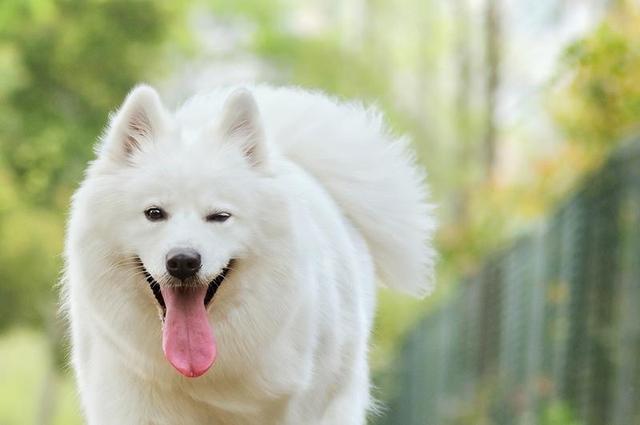 萨摩耶排最聪明的狗第几名，萨摩耶犬智商排名第几（萨摩耶智商相当于几岁）