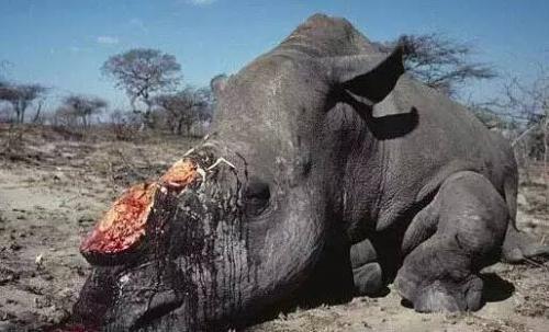 最大的哺乳动物是什么，世界上最大的哺乳类动物是（地球史上最大的陆生哺乳动物）