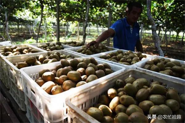 猕猴桃什么时候成熟，野生猕猴桃几月份成熟（提前一个月就采摘）