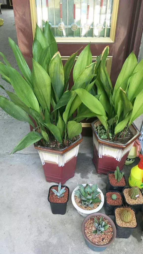 客厅适合养什么花，客厅适合养什么花和植物好风水（堪称“不死花”）