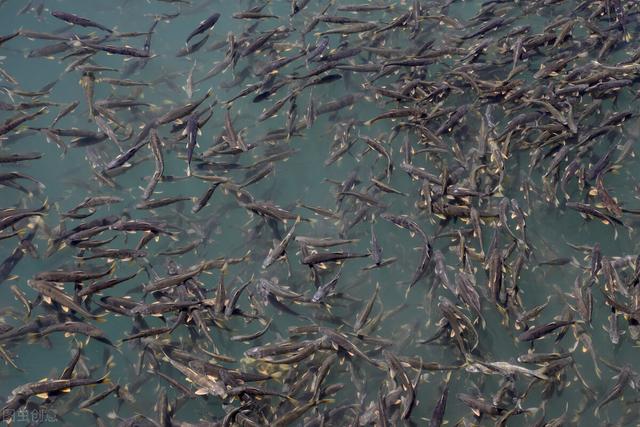 羊湖海拔多少米高，羊湖海拔有多少米呢（拉萨羊湖海拔多少米高）