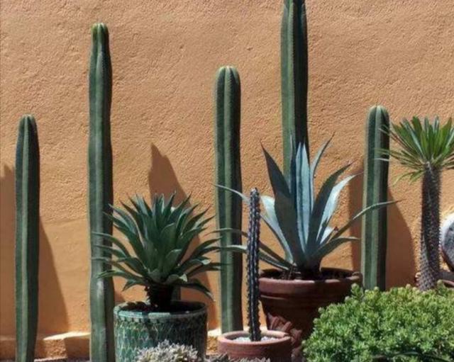 霸王鞭植物怎么养，霸王鞭植物怎么养好（掌握几个技巧）