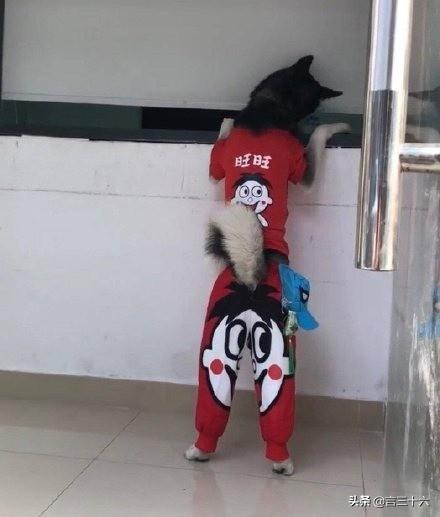 社会摇教程八步，社会摇八步教程（中国精神小伙VS日本暴走族）