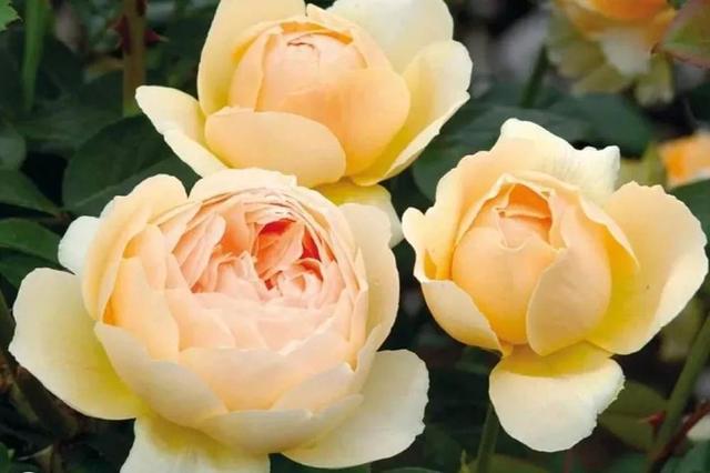 各种玫瑰花的含义，各色的玫瑰花有什么含意（一篇文章认全花店必备80种玫瑰花）