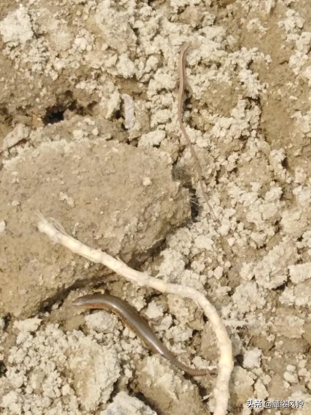 中华石龙子有毒吗，中华石子龙蛇有毒吗（邂逅两条可爱的四脚蛇）